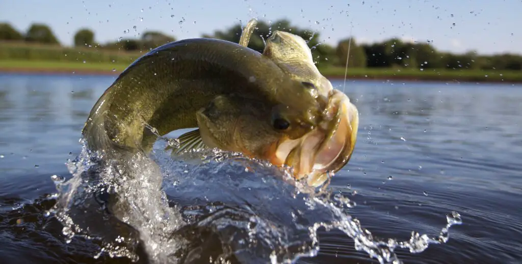 Learn How to Fish Wintertime Bluffs for Bass - Wired2Fish