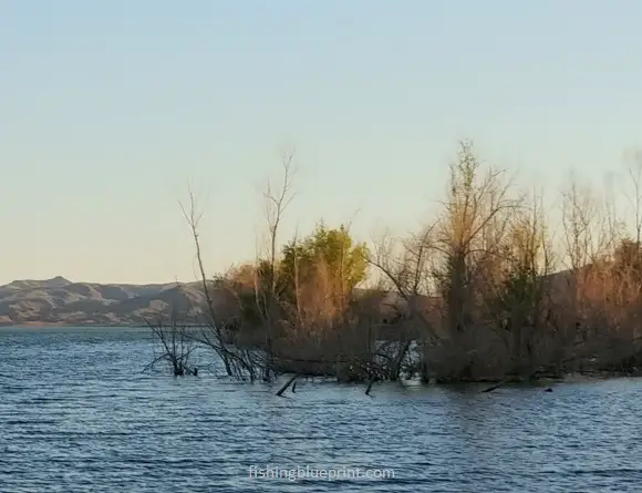 bass fishing trees, flooded trees, standing timber